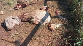 CINCO CABEÇAS DE GADO SÃO FURTADAS E ABATIDAS EM PROPRIEDADE RURAL DE BIRIGUI