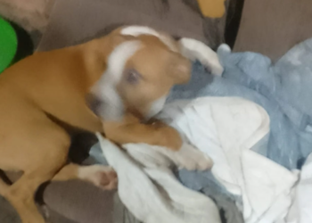 HOMEM É PRESO APÓS JOGAR CACHORRO TRÊS VEZES CONTRA O CHÃO