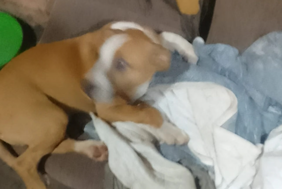 HOMEM É PRESO APÓS JOGAR CACHORRO TRÊS VEZES CONTRA O CHÃO