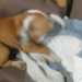 HOMEM É PRESO APÓS JOGAR CACHORRO TRÊS VEZES CONTRA O CHÃO