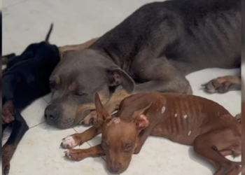 CÃES SÃO ENCONTRADOS EXTREMAMENTE MAGROS EM CASA ONDE PM APREENDEU DROGAS E ARMA