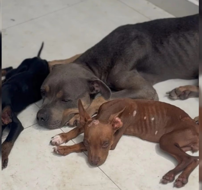 CÃES SÃO ENCONTRADOS EXTREMAMENTE MAGROS EM CASA ONDE PM APREENDEU DROGAS E ARMA