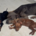 CÃES SÃO ENCONTRADOS EXTREMAMENTE MAGROS EM CASA ONDE PM APREENDEU DROGAS E ARMA