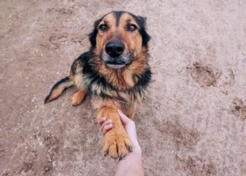 SOBROU REMÉDIO DO SEU PET? MEDICAMENTO PODE AJUDAR OUTRO ANIMAL EM RIO PRETO