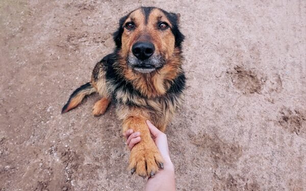 SOBROU REMÉDIO DO SEU PET? MEDICAMENTO PODE AJUDAR OUTRO ANIMAL EM RIO PRETO
